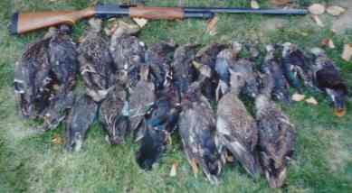 20 Bird Limit for 5 man party by 9:30 AM!